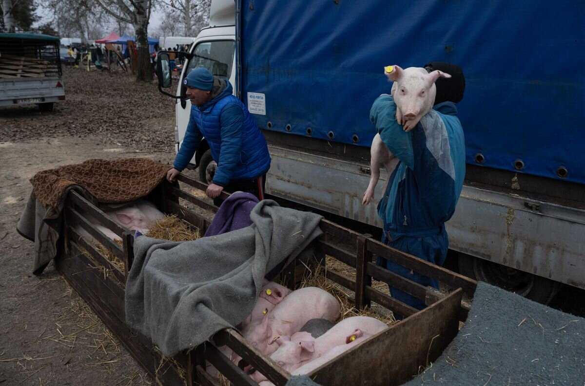 Megnéztük, milyen az állatvásár kutyák és macskák nélkül Mórahalmon